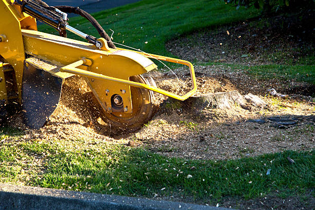 Best Hazardous Tree Removal  in Meadow Vista, CA