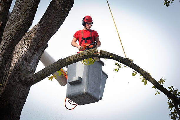 Best Arborist Consultation Services  in Meadow Vista, CA