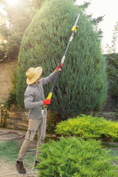 Best Tree Preservation Services  in Meadow Vista, CA