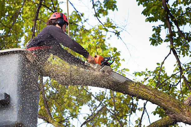 Meadow Vista, CA Tree Services Company